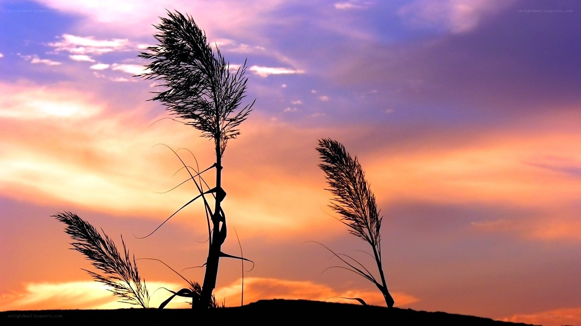 Sunset with reeds silhouette