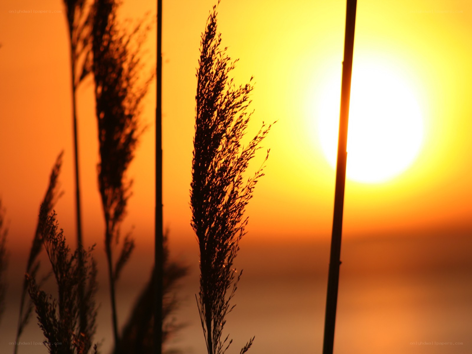 Sunset with reeds silhouette