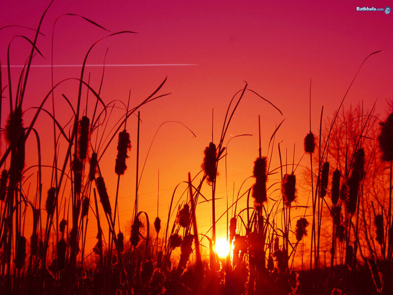 Sunset with reeds silhouette