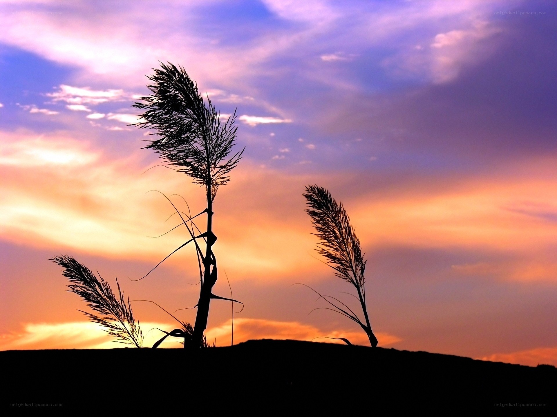 Sunset with reeds silhouette