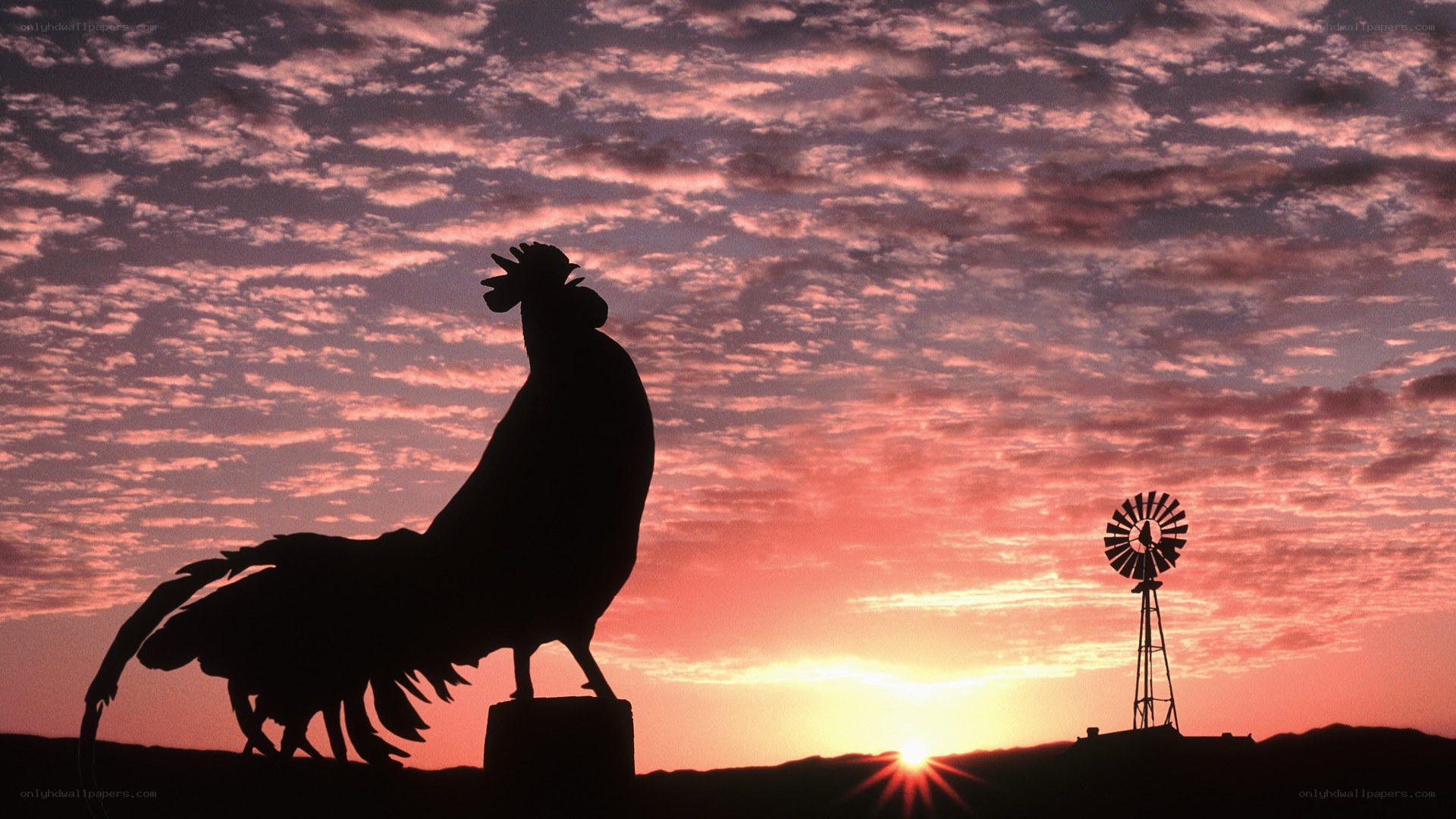 Sunset with rooster and windmill