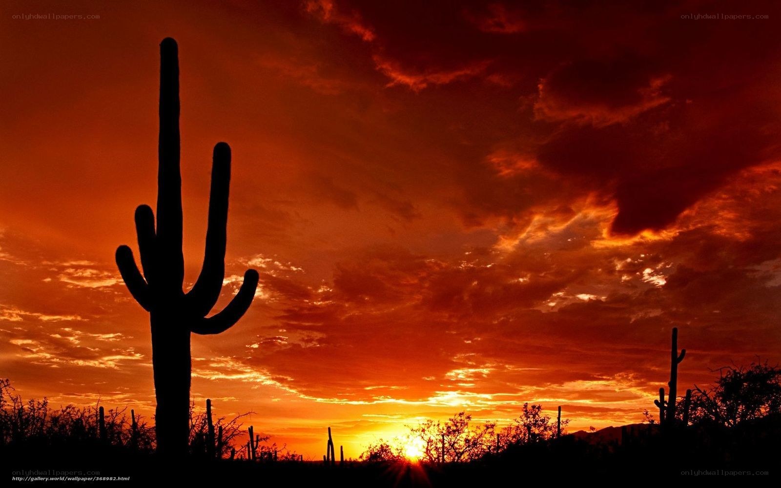 Sunset with saguaro cactus