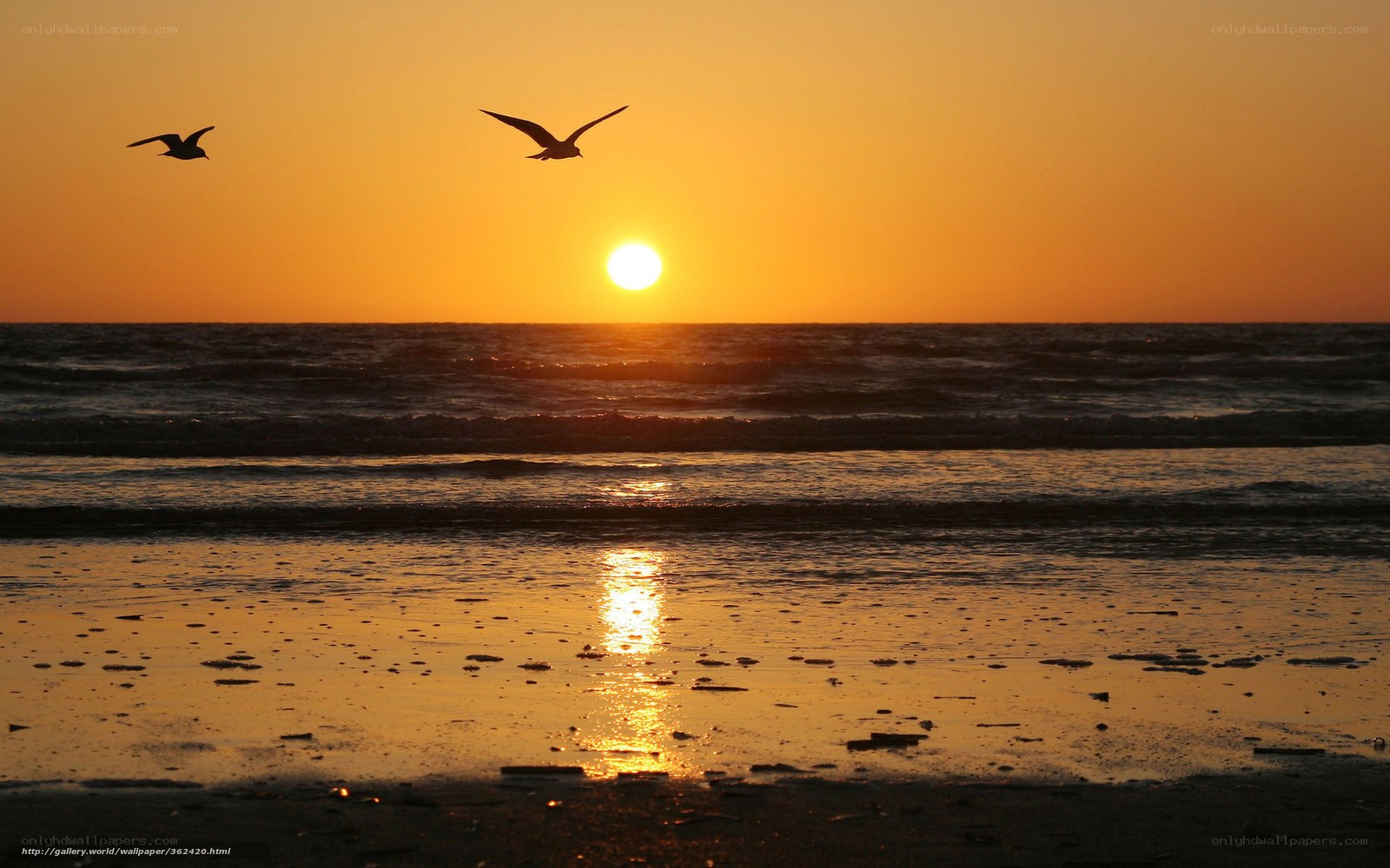 Sunset with seagulls