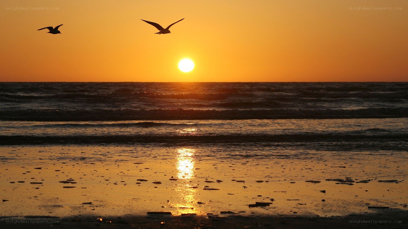 Sunset with seagulls flying