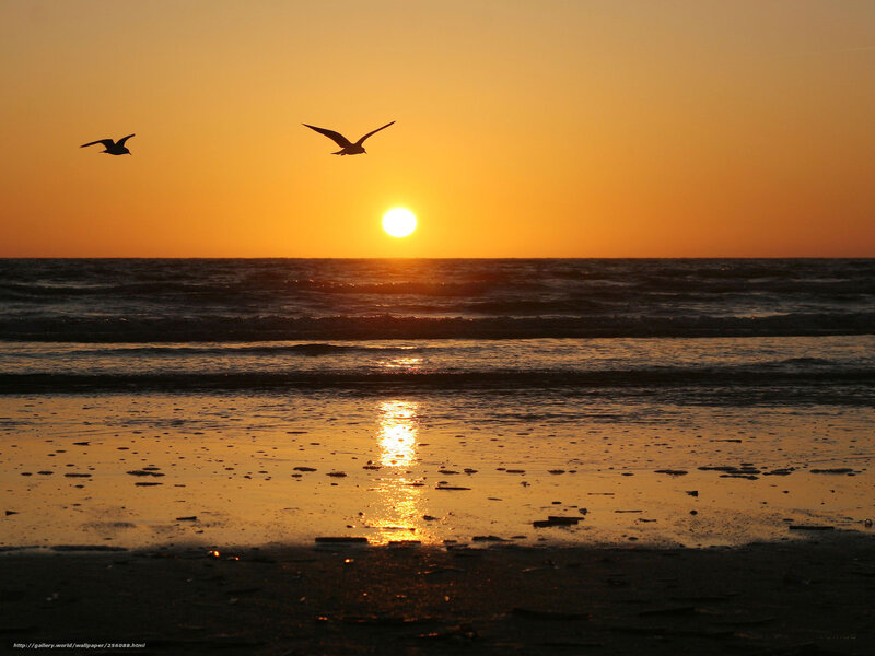 Sunset with seagulls