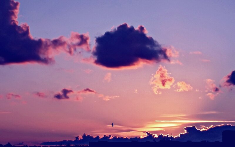 sunset with silhouetted bird