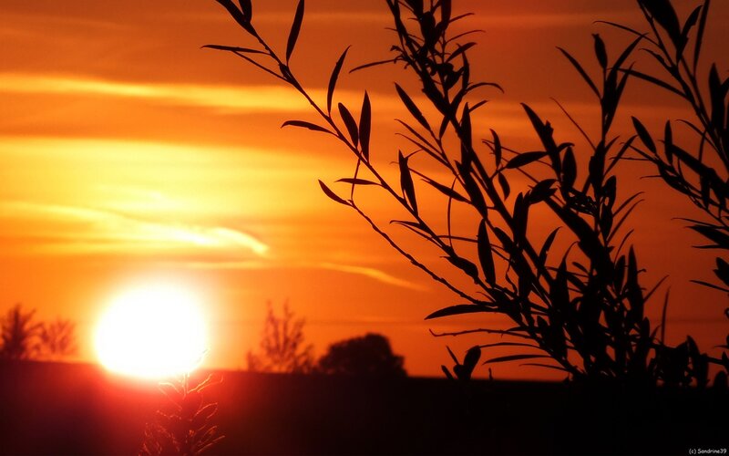 Sunset with silhouetted branches