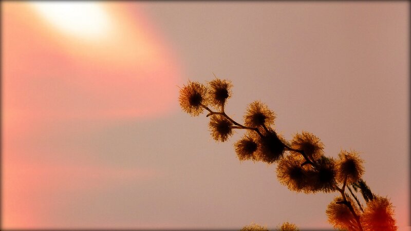 Sunset with silhouetted flowers