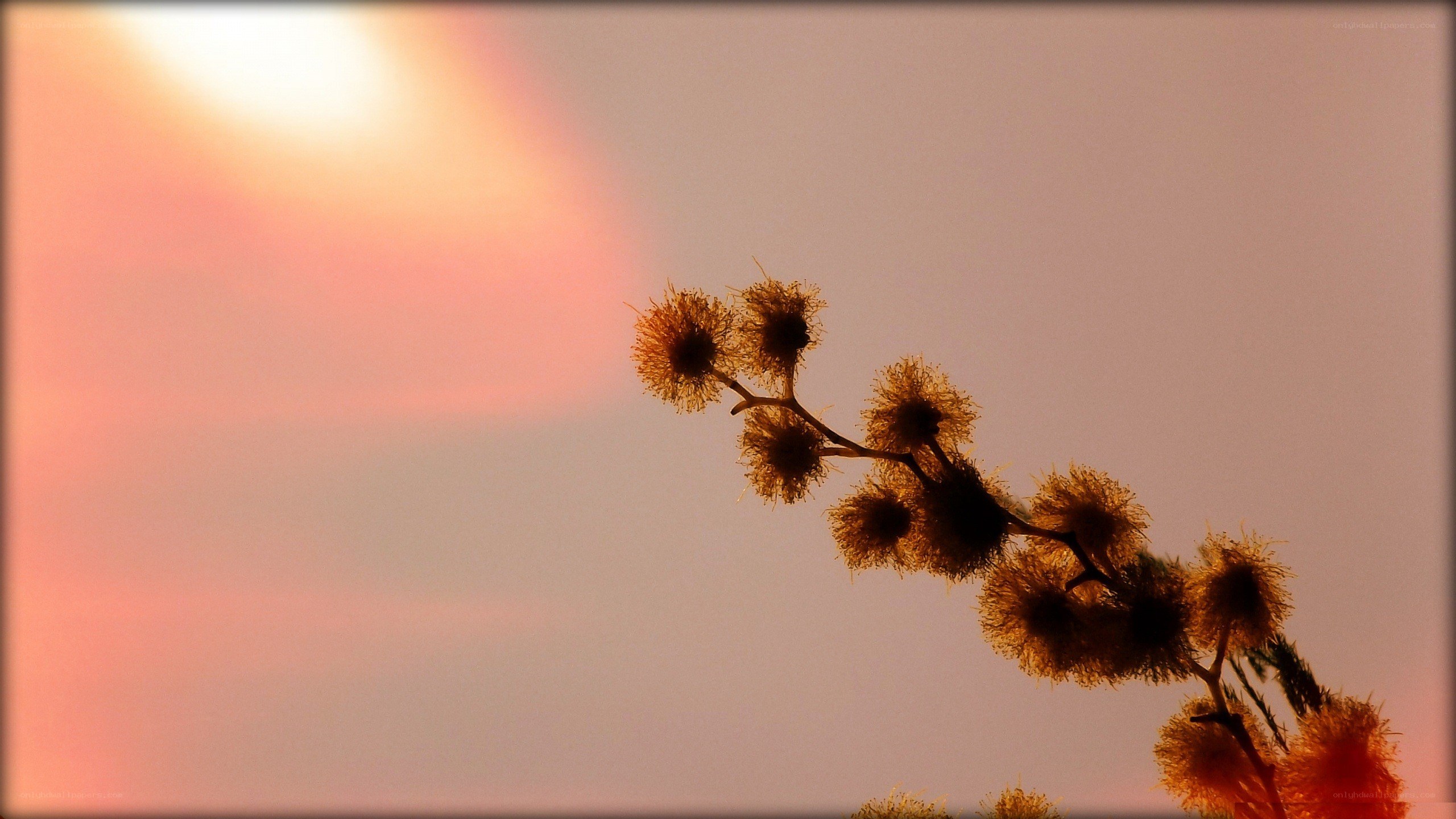 Sunset with silhouetted flowers