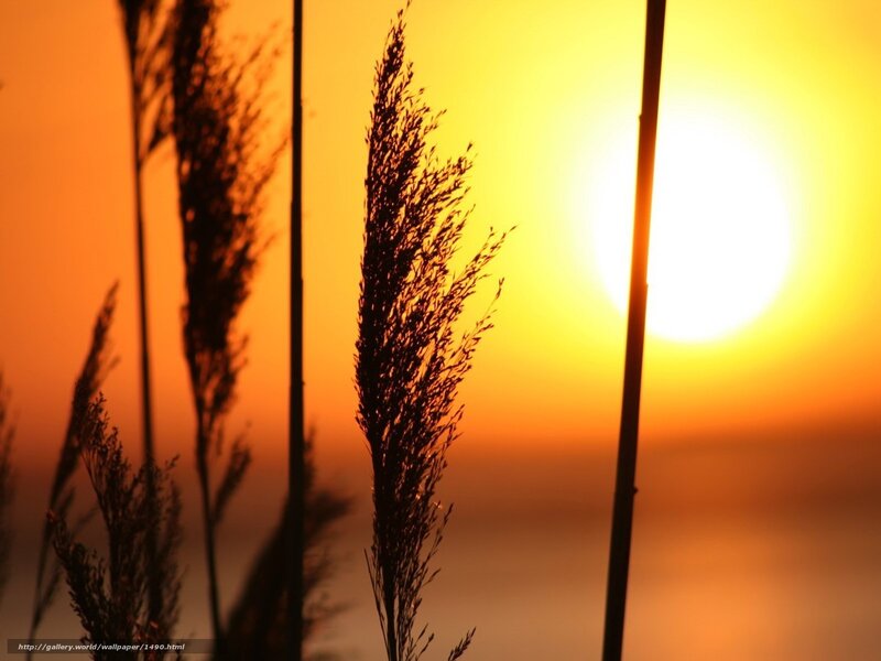 Sunset with Silhouetted Grass