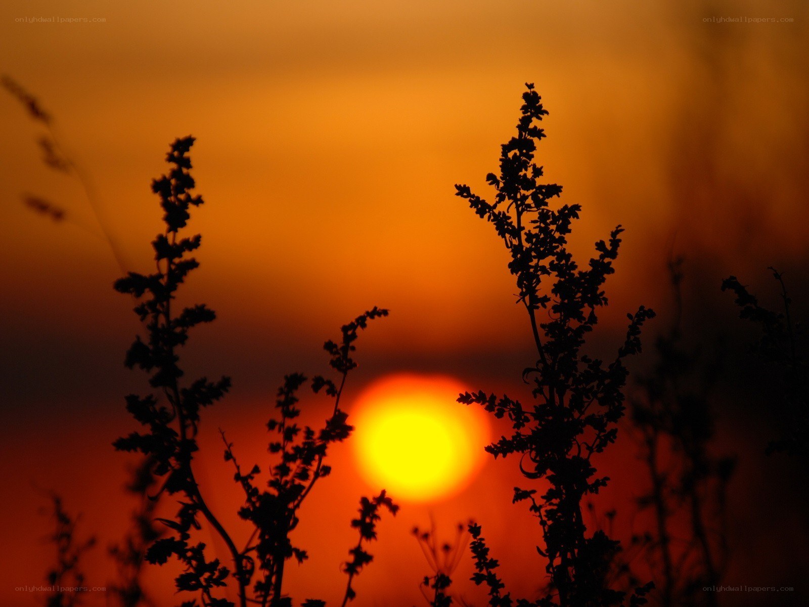 Sunset with silhouetted plants