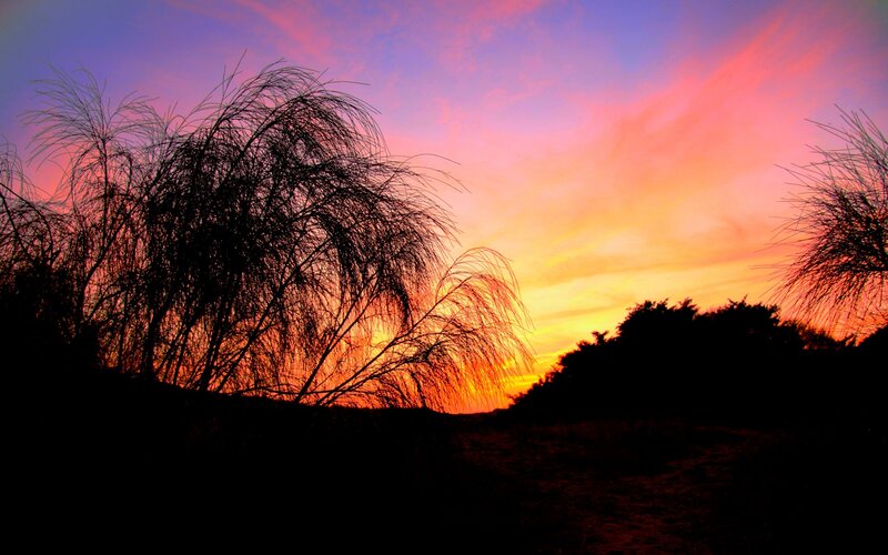 Sunset with silhouetted plants