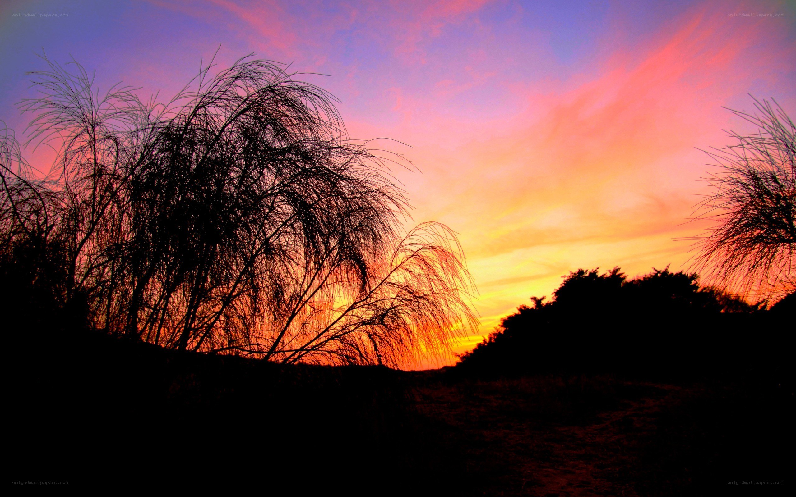 Sunset with silhouetted plants