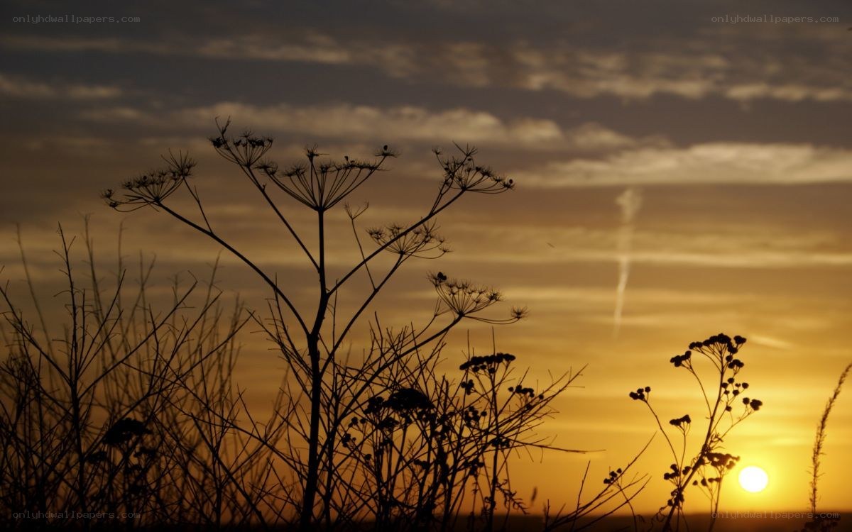 Sunset with silhouetted plants