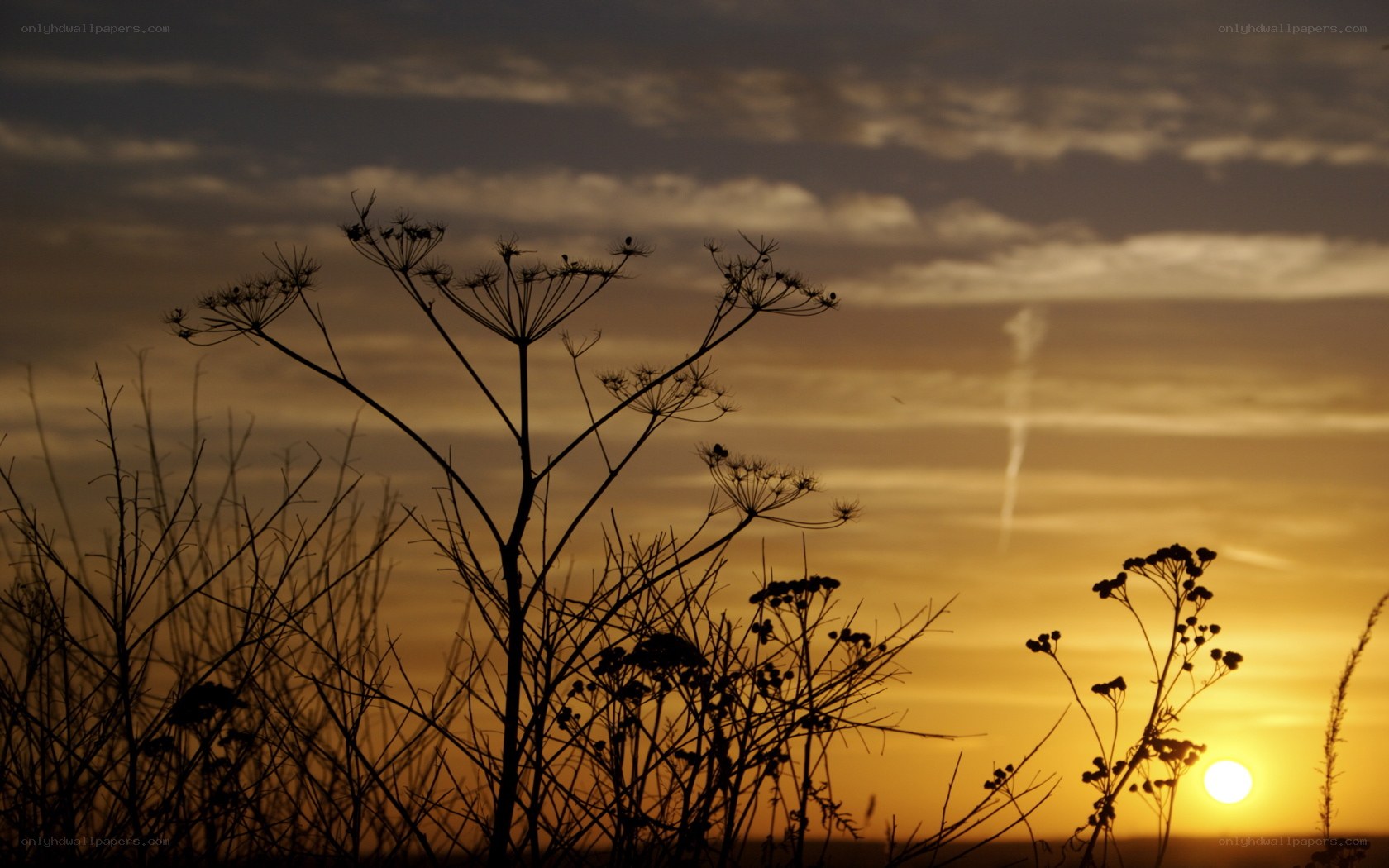 Sunset with silhouetted plants