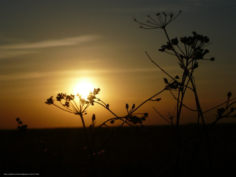 Sunset with silhouetted plants