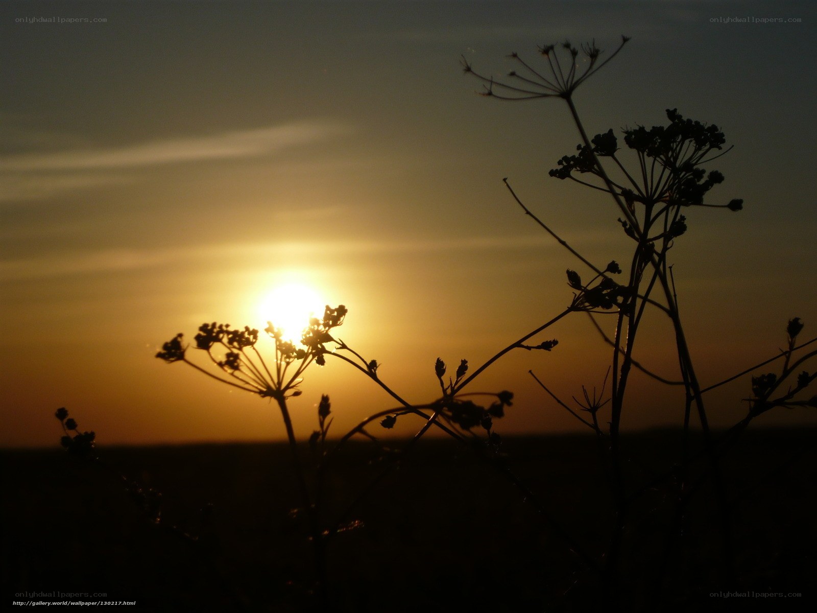 Sunset with silhouetted plants