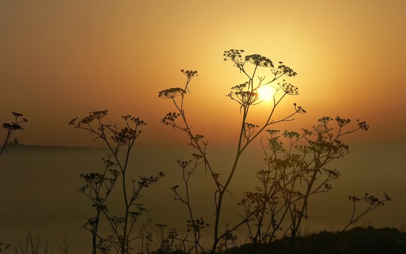 Sunset with silhouetted plants