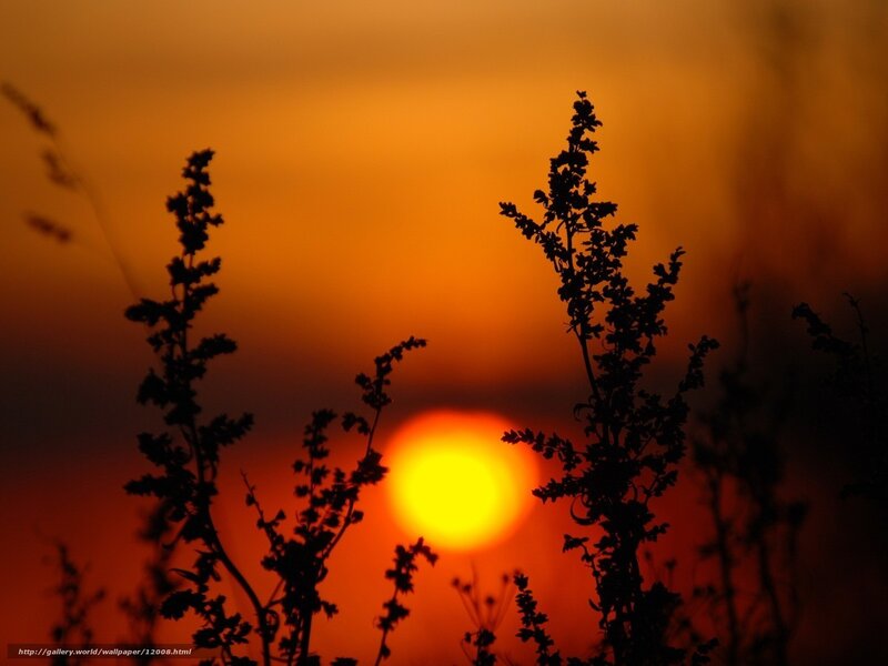 Sunset with Silhouetted Plants