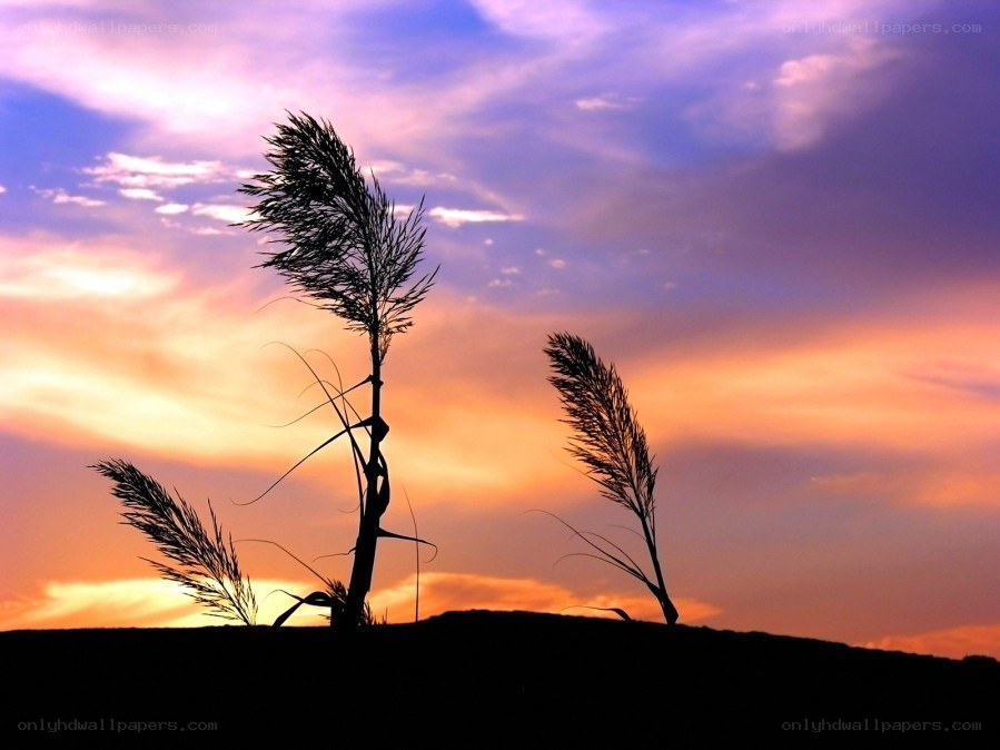 Sunset with silhouetted reeds