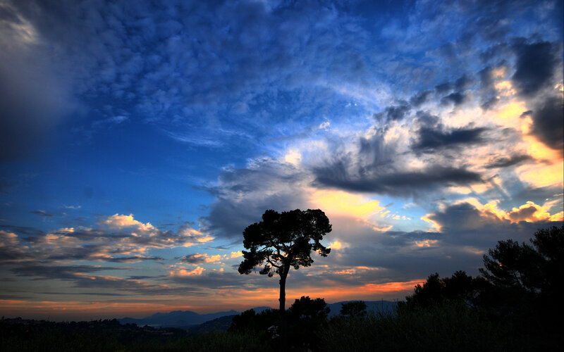 sunset with silhouetted tree