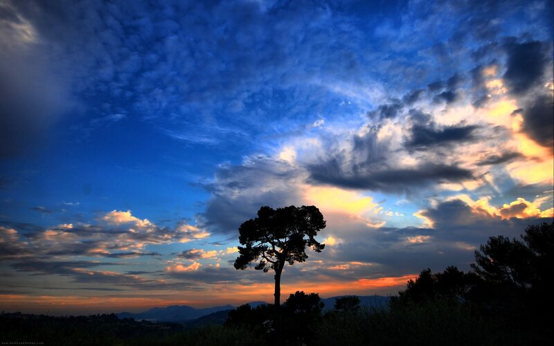 sunset with silhouetted tree
