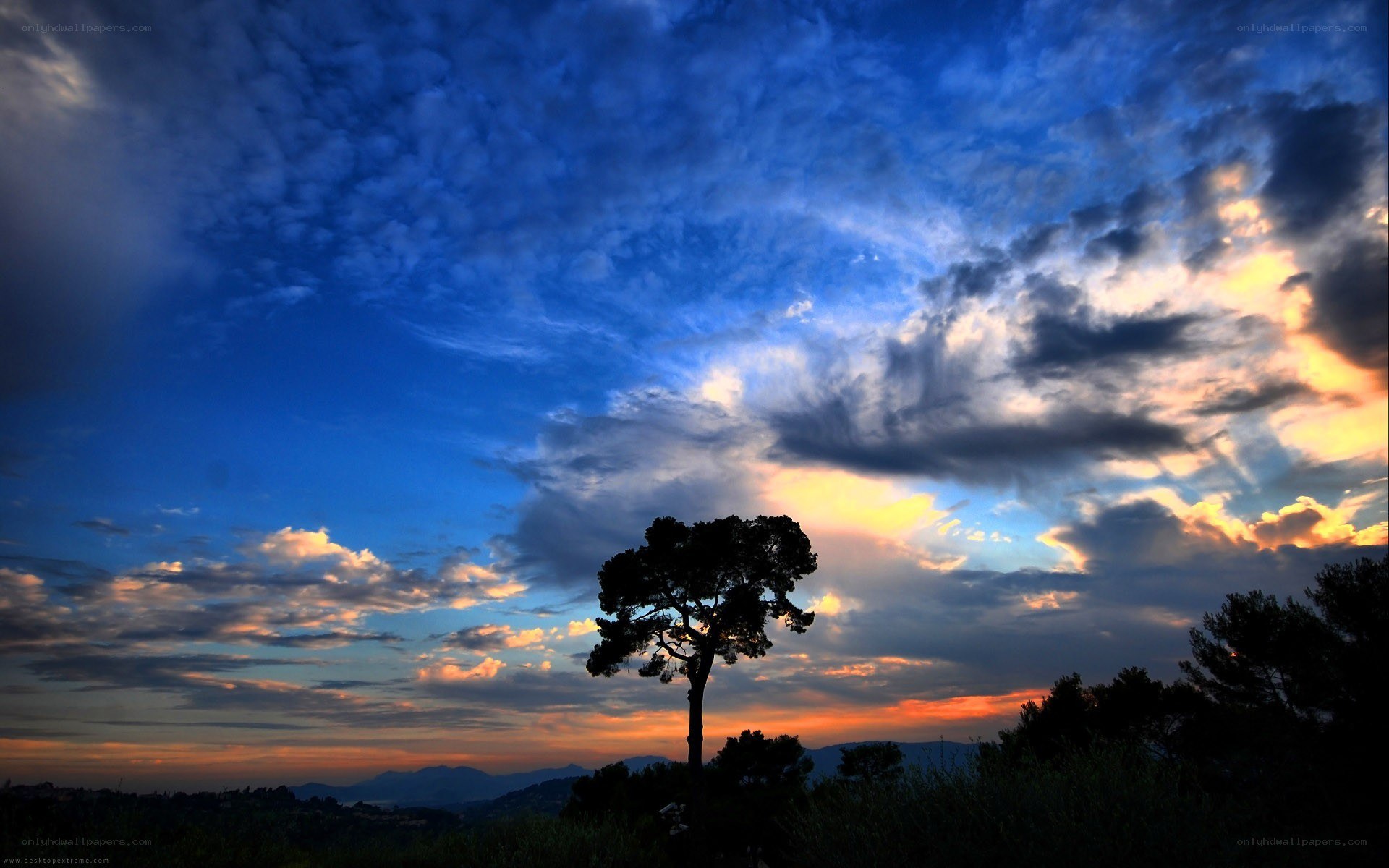 sunset with silhouetted tree