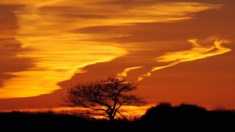 sunset with silhouetted tree