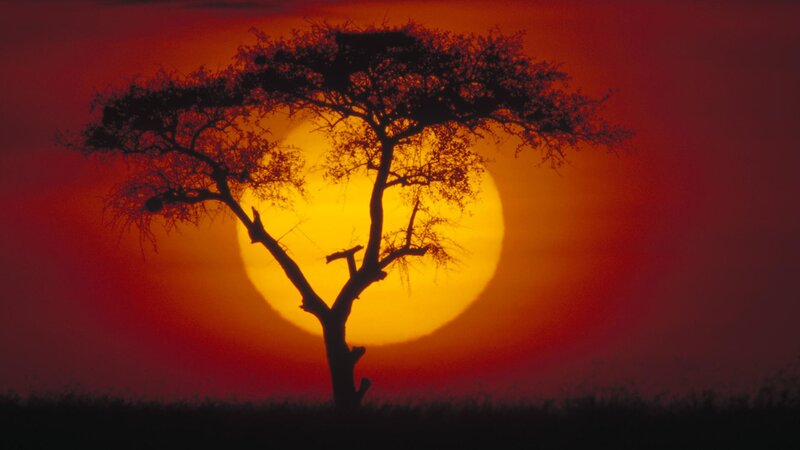 Sunset with silhouetted tree