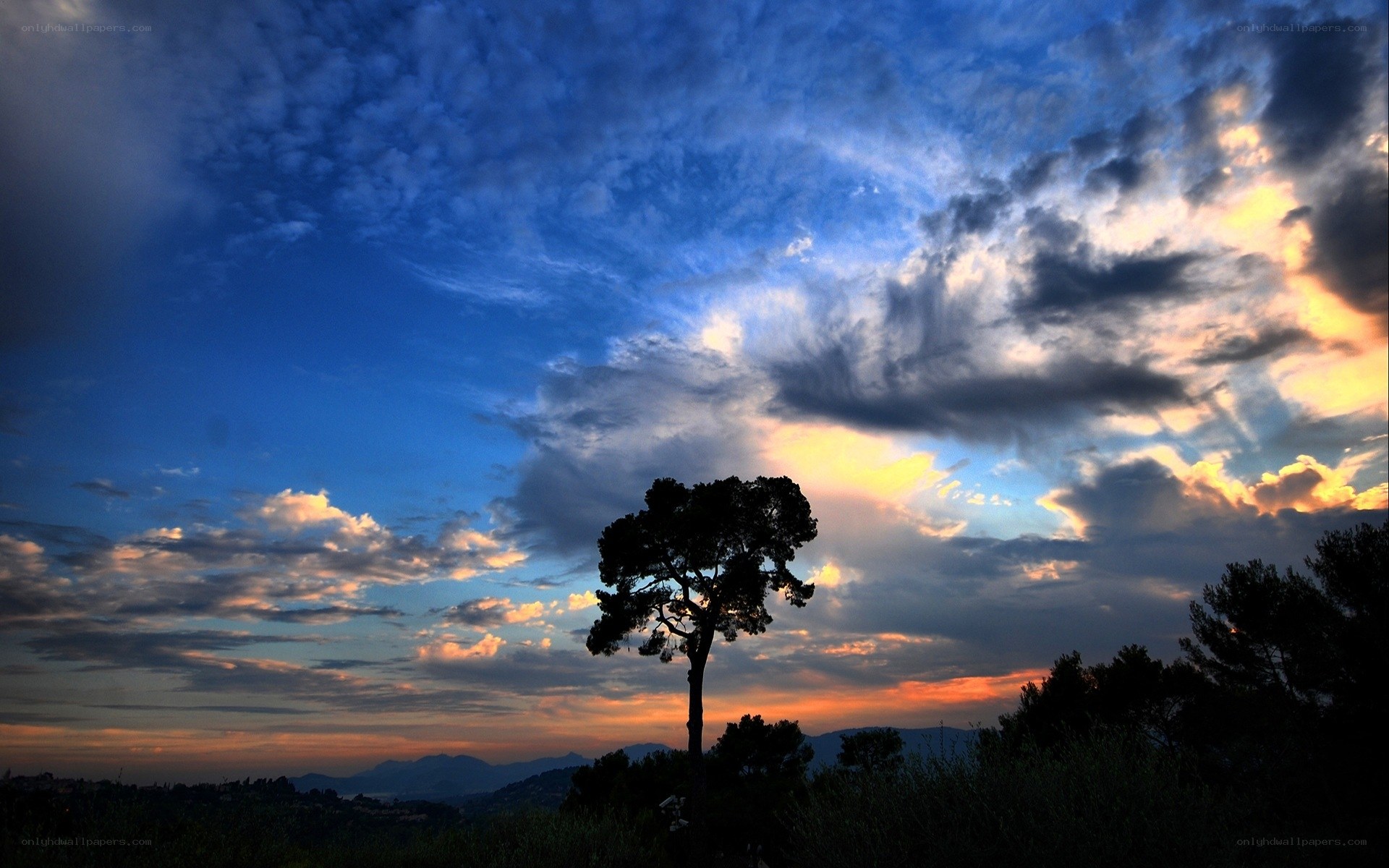 sunset with silhouetted tree