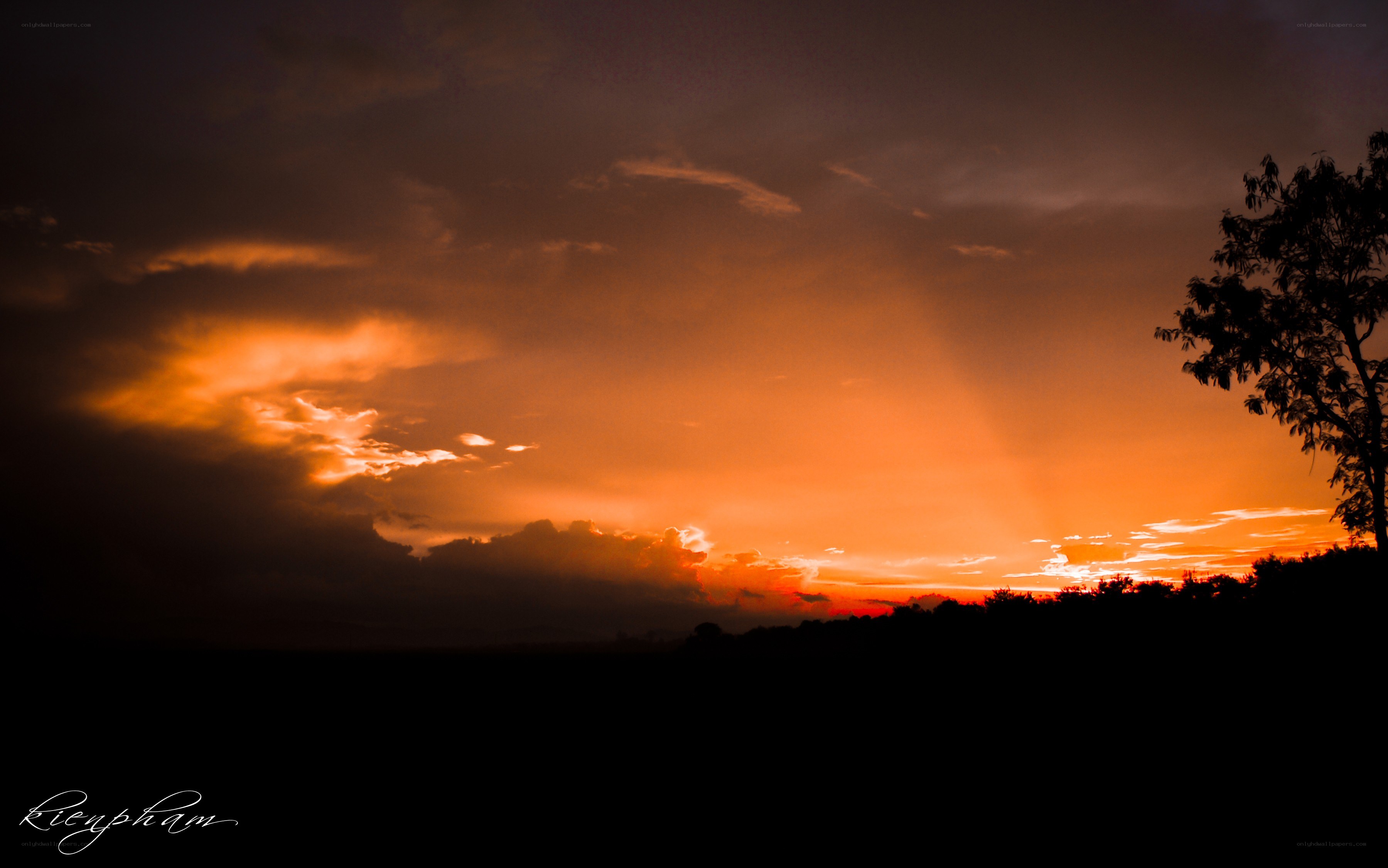 sunset with silhouetted tree