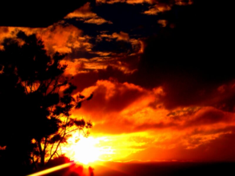 Sunset with silhouetted tree