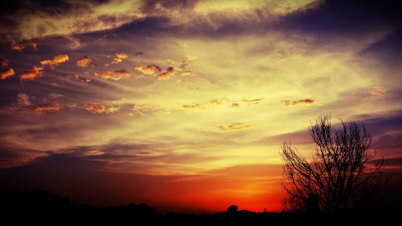 Sunset with silhouetted tree