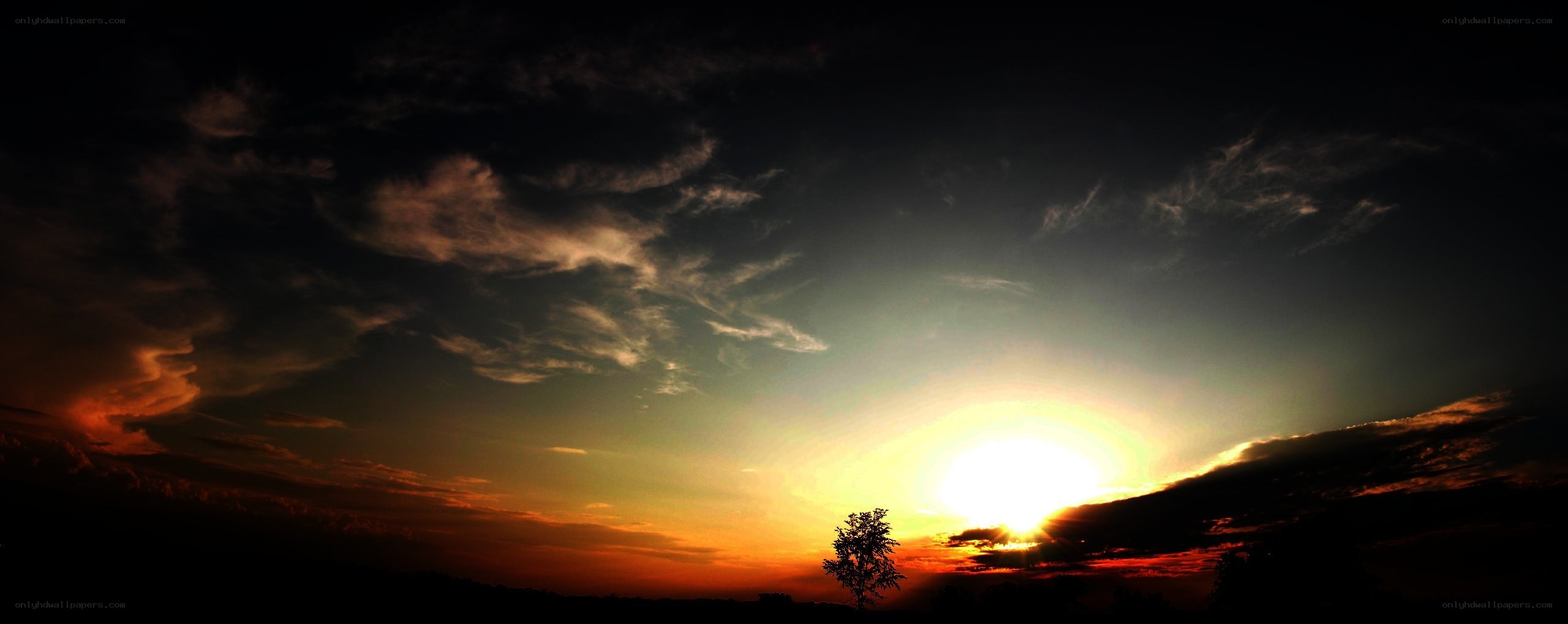 sunset with silhouetted tree