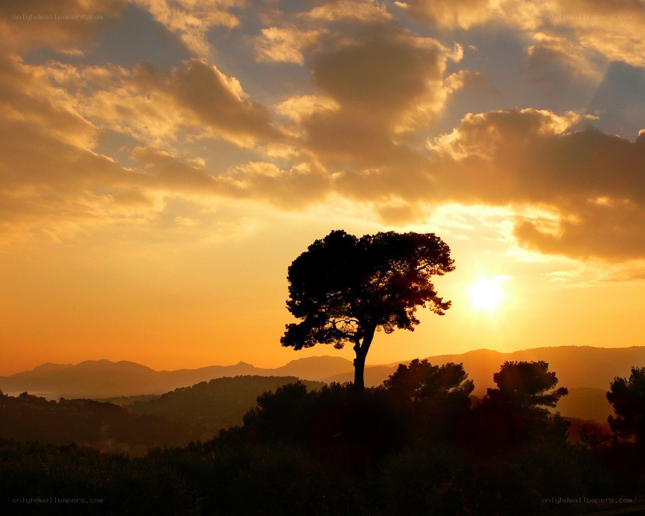 Sunset with silhouetted tree