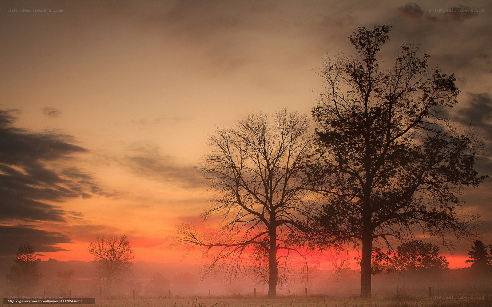 Sunset with silhouetted trees