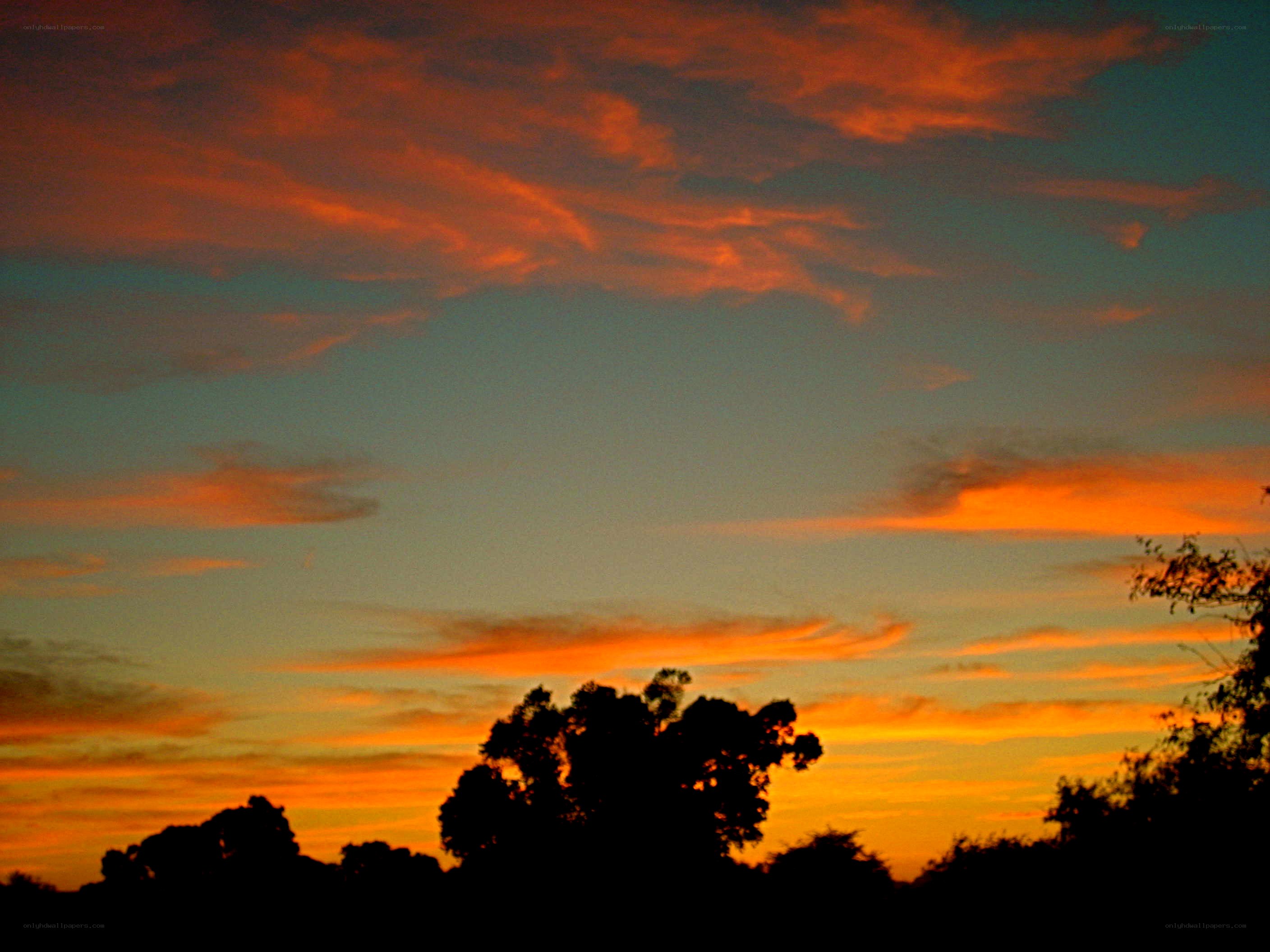 sunset with silhouetted trees