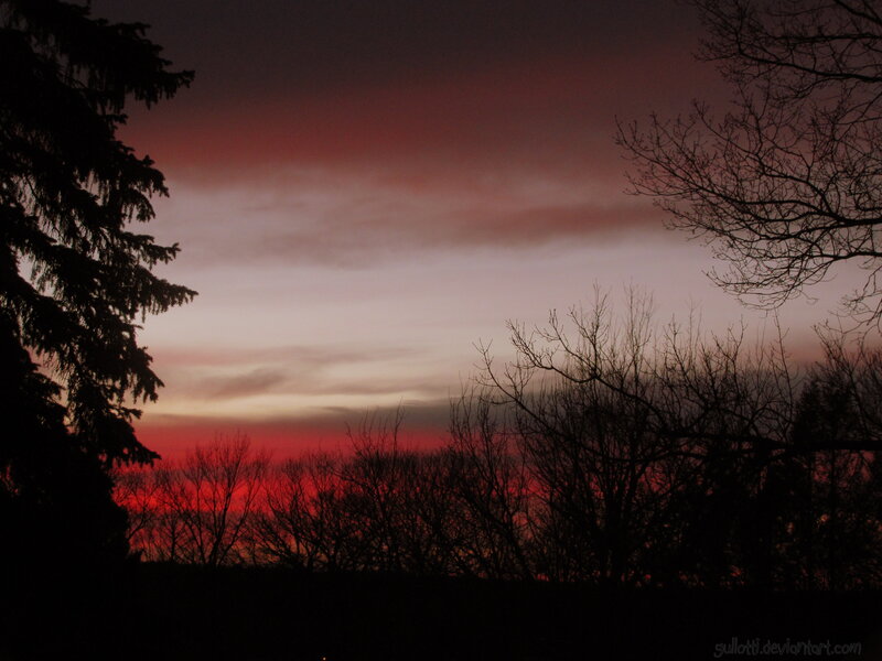sunset with silhouetted trees