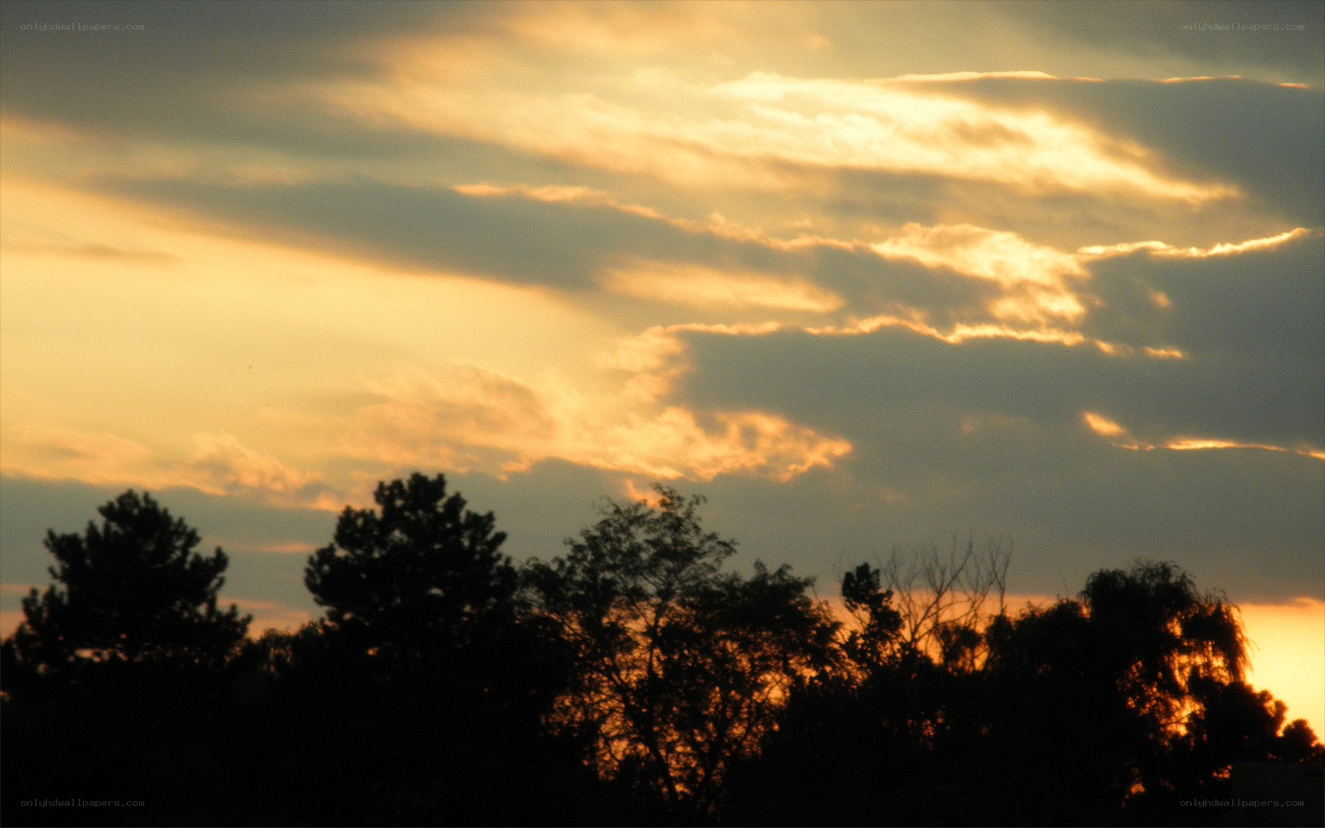 sunset with silhouetted trees