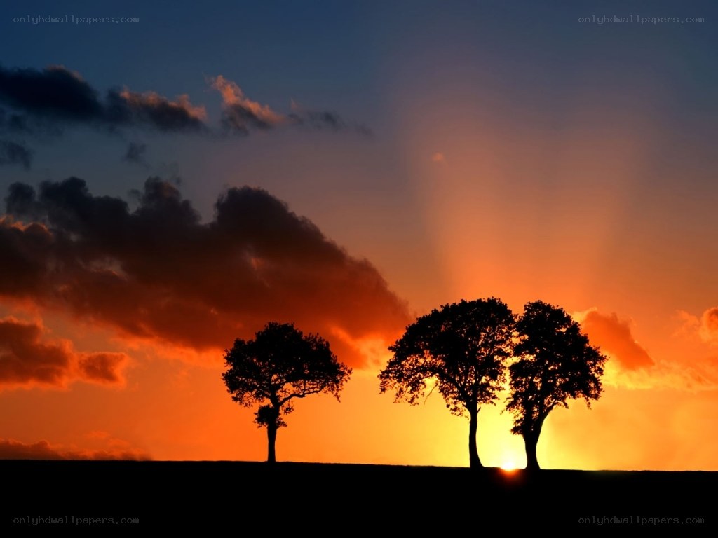 sunset with silhouetted trees
