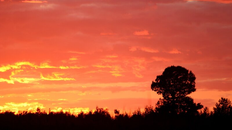 sunset with silhouetted trees