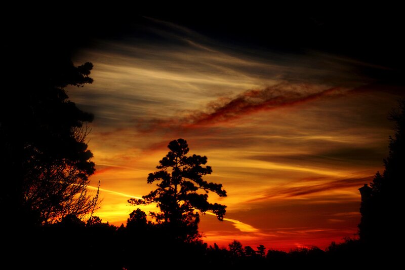 sunset with silhouetted trees