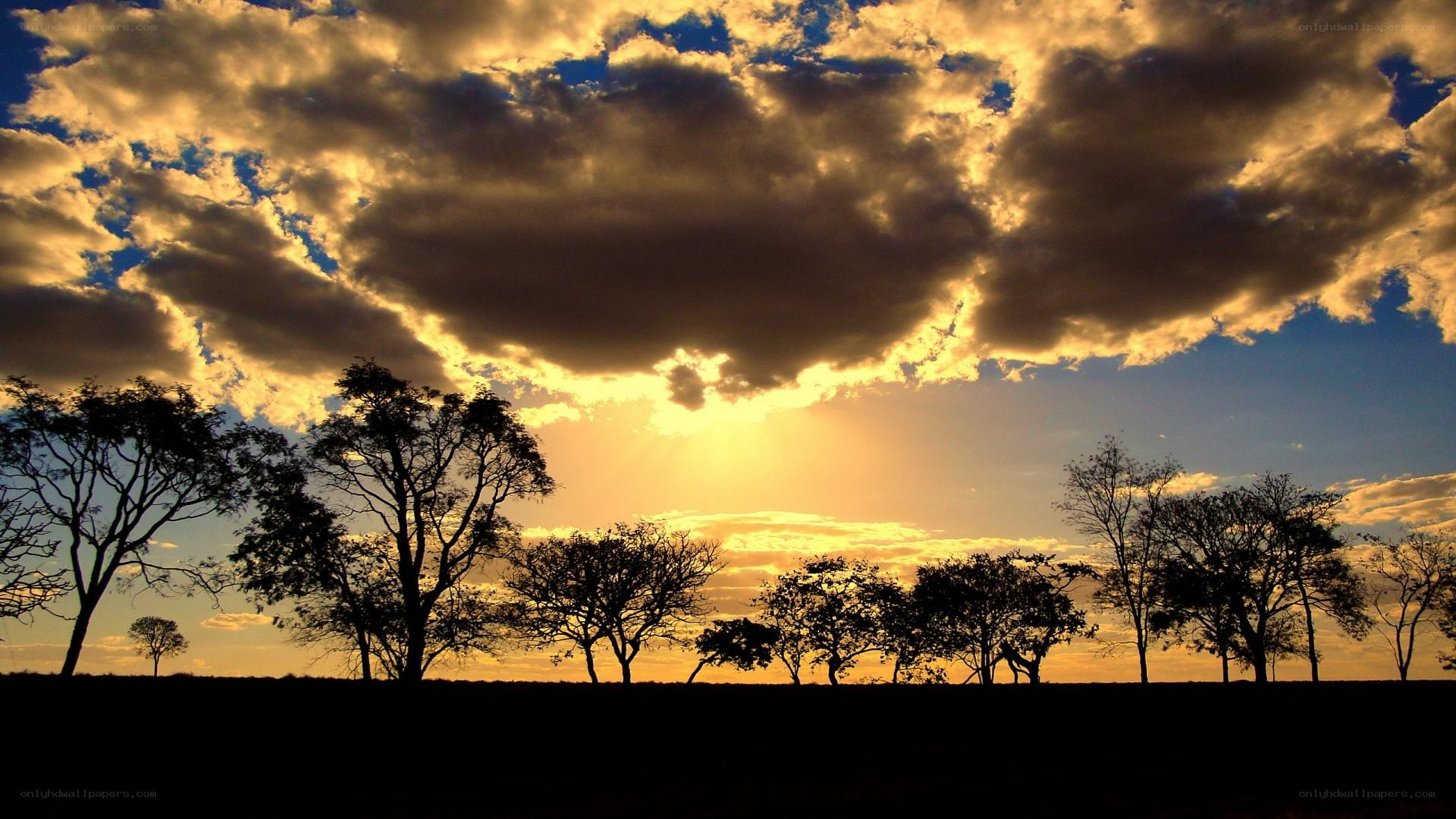 Sunset with silhouetted trees