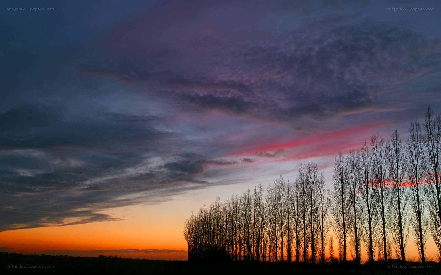 sunset with silhouetted trees