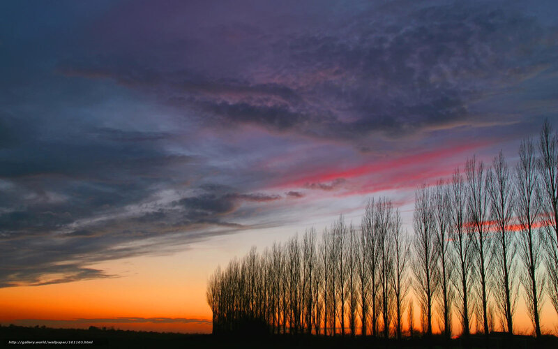 Sunset with silhouetted trees