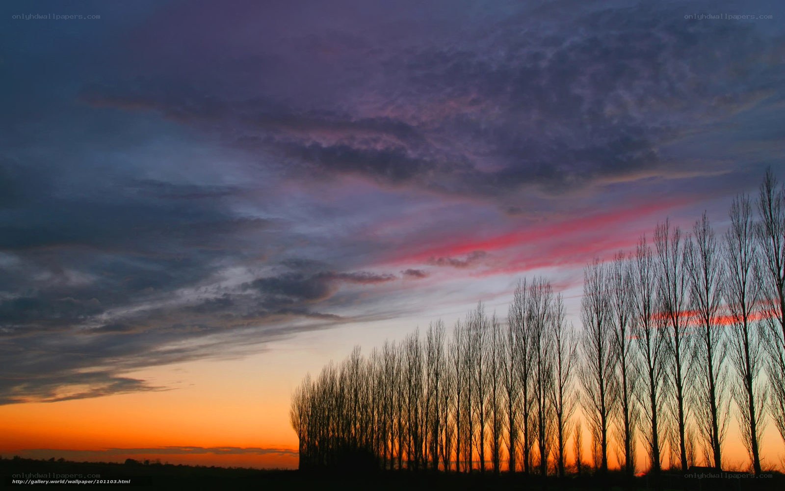 Sunset with silhouetted trees