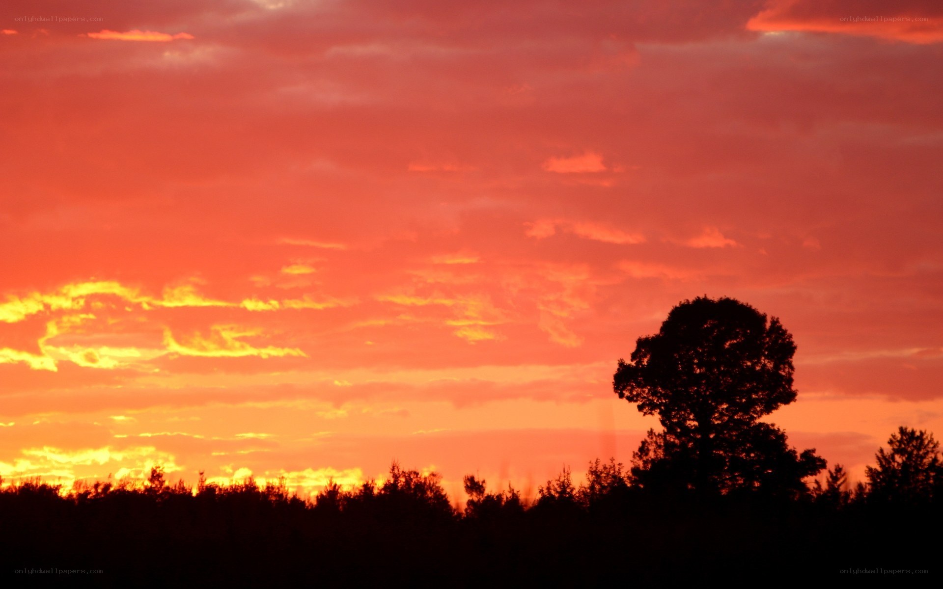 sunset with silhouetted trees