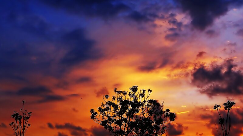 sunset with silhouetted trees