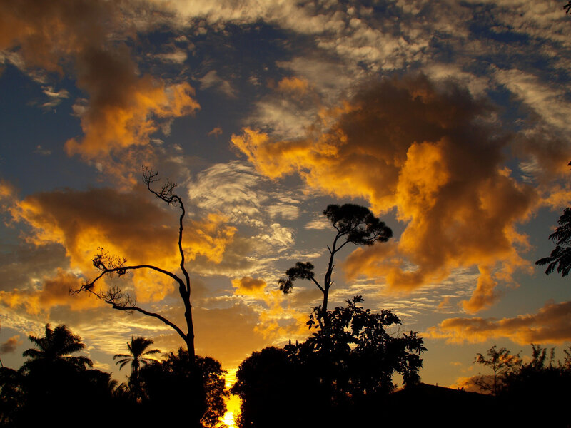 Sunset with silhouetted trees