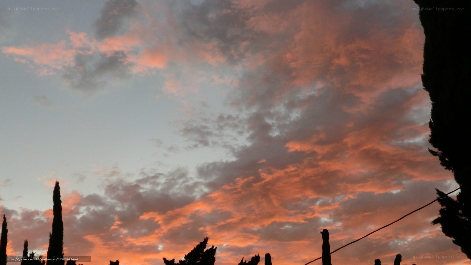 sunset with silhouetted trees